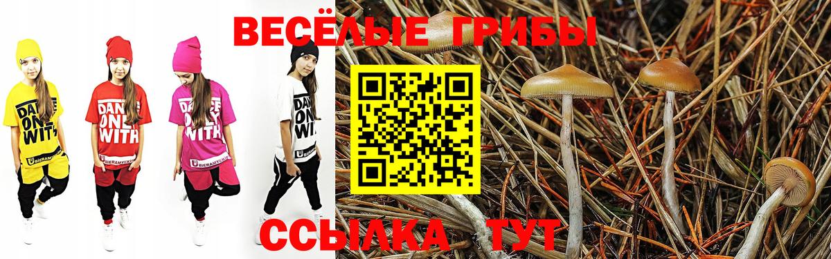 Псилоцибиновые грибы Psilocybe  Вход с VPN  купить наркоту  Дивногорск 